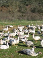 Chafiol Cévennes Côté Soleil