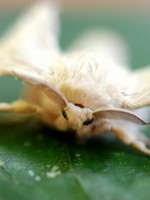 Musée de la Soie Cévennes Côté Soleil